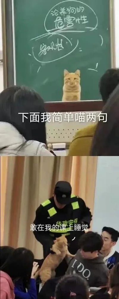 图片为上下两格拼接的课堂场景梗图。上格中，教室黑板用粉笔写着“论养狗的危害性”，旁边画有一只卡通橘猫，下方叠加文字“下面我简单喵两句”，利用“喵”（猫叫声）谐音替换“讲”，形成双关幽默。下格中，一名穿着黑色制服的保安/老师正从学生手中抱起一只橘猫，配文“敢在我的课上睡觉”，营造出猫咪“逃课睡觉被抓包”的搞笑情境。
