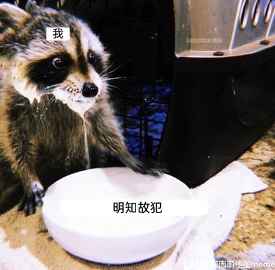 这是一张拟人化的动物meme梗图，图中的浣熊被标注为“我”，它的脸上沾满了类似奶油的液体，前爪放在空碗的边缘，神态看起来有些心虚又带着满足感，碗上标注的“明知故犯”对应了浣熊偷吃的行为，生动地拟人化了人们明明知道某件事不该做，却还是忍不住去做，做完后心虚又有点窃喜的状态，用可爱的动物形象来调侃这种日常的小过错，十分贴切有趣。