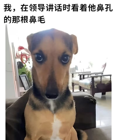 图片展示了一只棕色和黑色相间的狗，正直勾勾地盯着前方，眼神异常专注。图片上方配有文字：'我，在领导讲话时看着他鼻孔的那根鼻毛'。这张图通过狗的专注表情与幽默文字结合，生动形象地表现了人们在冗长无聊的会议中，注意力被领导身上的微小细节（如鼻毛）吸引而走神的有趣场景，用夸张的方式展现了职场中常见的走神现象。