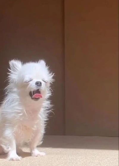 这是一张原始拍摄的静态单图，画面主体是一只白色的小型犬，看起来类似博美犬，它的毛发凌乱炸起，显得有些蓬松杂乱。小狗闭着双眼，嘴巴张开，吐出粉色的舌头，看起来正处于打哈欠的状态，表情既滑稽又可爱。它蹲坐在浅色的平面上，背景是简洁的棕色墙面，整体画面氛围轻松治愈，展现了宠物日常里的有趣瞬间。
