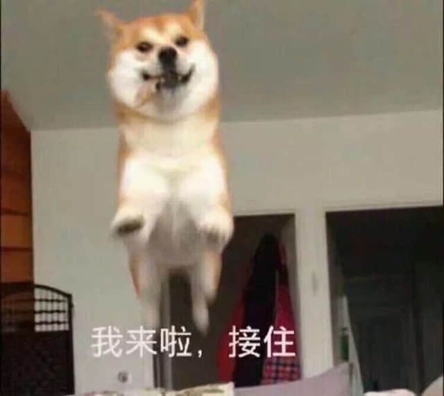 柴犬跳跃喊'我来啦，接住'表情包