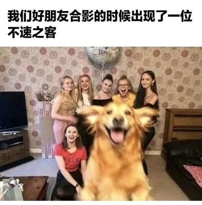 图片展示了一群女性朋友在室内合影的场景，背景是带有花纹的墙纸，墙上挂着一个写有“SOPHIE”字样的气球，旁边有电视和家具等物品。六位女性面带笑容站成一排，其中一人蹲在前排。而画面最前方有一只金毛犬，它兴奋地张开嘴巴、吐出舌头，耳朵因快速移动而显得模糊，成为合影中意外闯入的“不速之客”，整个场景充满欢乐和温馨的氛围。