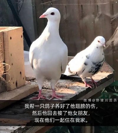 图中展示了两只鸽子，一只通体雪白，一只白身带有黑斑，它们安静地站在一处木质台面上。配文讲述了一段暖心又有趣的生活小事：作者帮助一只翅膀受伤的鸽子治好了伤，没想到这只鸽子伤愈后，竟然把自己的女友接了过来，如今两只鸽子一起住在作者家中。画面温馨治愈，充满了生活的小趣味，没有双关、谐音梗等内容。