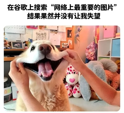 图片上方配有文字“在谷歌上搜索‘网络上最重要的图片’结果果然并没有让我失望”，下方是一张实拍照片：一只金毛犬被人用双手从两侧拉扯嘴巴，嘴巴张大，舌头吐出，表情看起来开心又滑稽。背景是一个略显凌乱的房间，墙上贴满手写纸张和照片，旁边有多个毛绒玩具，包括一个粉色带心形斑点的玩偶和灰色毛绒玩具。整体通过反差制造幽默效果，用日常搞笑的狗狗照片调侃“网络最重要图片”的搜索结果。