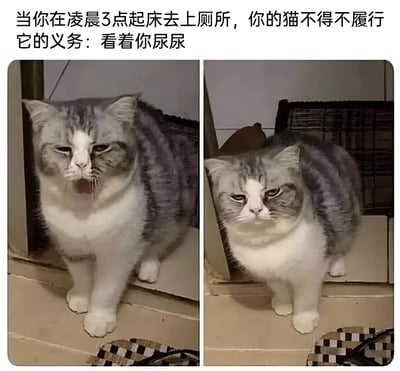 图片为上下结构的图文混排，上方文字描述场景：“当你在凌晨3点起床去上厕所，你的猫不得不履行它的义务：看着你尿尿”。下方是两张并排的猫咪照片，左侧猫咪站立，嘴巴张开打哈欠，眼神半眯显露出困倦但仍保持警觉；右侧猫咪同样站立，耳朵竖起，眼神严肃专注地凝视前方，仿佛在认真执行“监视任务”。整体通过猫咪拟人化的“义务”设定，幽默展现了宠物猫对主人生活细节的好奇与关注，引发铲屎官共鸣。