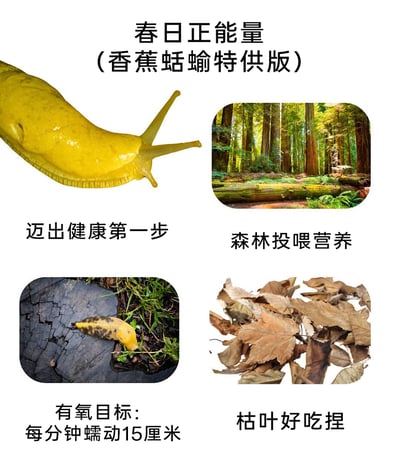 这是一张以香蕉蛞蝓为核心的趣味正能量图文，模仿健康养生类宣传海报的风格，为香蕉蛞蝓定制了一套拟人化的“健康生活计划”。图文分为四个板块：左上角是一只形态鲜亮的黄色香蕉蛞蝓，配文“迈出健康第一步”；右上角是一片有着倒木的原始森林场景，配文“森林投喂营养”；左下角是一只带有黑斑的香蕉蛞蝓在树桩的植被间蠕动，配文“有氧目标：每分钟蠕动15厘米”；右下角是一堆干枯的树叶，配文“枯叶好吃捏”。整体将香蕉蛞蝓的自然生存习性转化为养生健康的相关表述，风格搞笑诙谐，充满趣味。