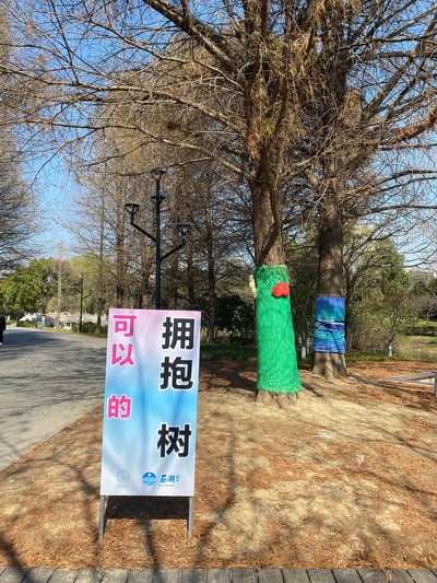 这是苏州石湖景区的户外场景，晴朗蓝天背景下，道路旁的高大树木在冬日落尽叶子，其中两棵树的树干被针织材料创意包裹：一棵用绿色针织布搭配红色爱心装饰，另一棵是蓝白相间的针织布，旁边立着写有“可以的 拥抱树”的渐变色彩标语牌，给萧瑟的冬日树林增添了温馨治愈的氛围，是景区设计的趣味互动景观，邀请游客和树木“拥抱”，传递亲近自然的温暖感。