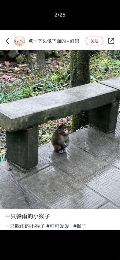 这是一张社交平台的实拍截图，画面中一只野生小猕猴蹲在户外的石凳下方，地面与石凳表面湿漉漉的，显然正处于雨天，小猴子抬头望向上方，模样懵懂又可怜，看起来是在躲雨。截图下方配文点明内容，整体画面软萌治愈，传递出小动物的可爱日常，没有双关、谐音梗或暗示类内容。