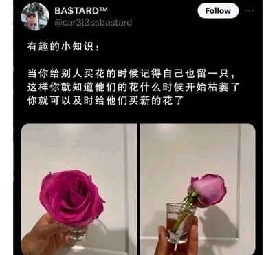 这是一张经过中文翻译的国外社交平台X（原Twitter）的帖子截图，属于图文混排的左右对比内容。上方的中文文字以“有趣的小知识”为引，分享了一个贴心的浪漫技巧：当给他人赠送鲜花时，自己留存一只同款玫瑰，通过观察自己手中玫瑰的枯萎状态，就能同步知晓对方手中鲜花的状态，从而及时为对方更换新的花，延续浪漫。下方的左右两张图形成鲜明对比：左侧图中，一只新鲜饱满的紫红色玫瑰被放置在装有少量清水的小玻璃杯中，由手拿着展示其鲜活绽放的状态；右侧图中，同款玫瑰已经枯萎，花头耷拉、花瓣干瘪，同样放在小玻璃杯中，直观呈现了玫瑰从新鲜到衰败的变化过程，让文字分享的技巧更具画面感和说服力。