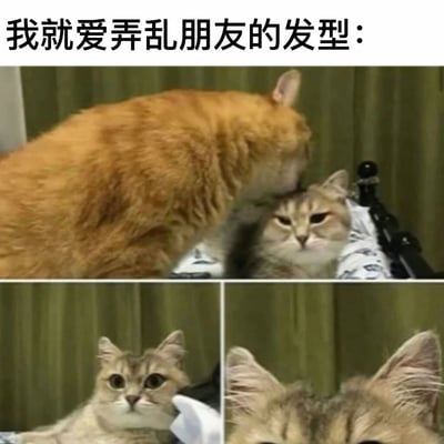 这是一组由三张照片拼接而成的连环趣味图，顶部配有文字“我就爱弄乱朋友的发型：”。第一张图中，一只橘色猫咪凑到一只表情无奈的浅棕条纹猫的头部，似乎在摆弄它的毛发；第二张图是浅棕条纹猫的特写，它瞪大眼睛，一脸震惊；第三张图是这只浅棕条纹猫的头部近景，能清晰看到它头顶的毛发已经被弄乱炸起。整组图用猫咪的互动来还原现实中朋友之间互相捉弄、弄乱对方发型的搞笑场景，将损友的日常用宠物的可爱互动呈现出来，诙谐有趣，十分治愈。