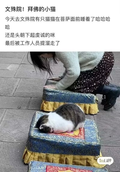 这是一张记录寺庙趣味场景的实拍图，画面主体是一只白棕相间的猫咪，它头朝下趴在文殊院拜佛用的传统蒲团上，正处于熟睡状态，姿势看起来如同在虔诚拜佛一般，十分可爱。在猫咪后方，有一位身着浅色毛衣、深色带点半身裙的女士（推测为文殊院工作人员）正俯身，似乎要将这只“占了”拜佛蒲团的猫咪提走。图片上方配有文字分享这段趣事：“文殊院！拜佛的小猫 今天去文殊院有只猫猫在菩萨面前睡着了哈哈哈哈 还是头朝下超虔诚的咪 最后被工作人员提溜走了”，将猫咪的熟睡姿态调侃成“虔诚拜佛”，充满趣味。