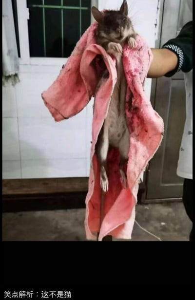 图中展示了一只体型夸张、大到酷似猫咪的老鼠，被人用一块沾有污渍的粉色毛巾裹住，倒挂在手臂上。图片下方配文“笑点解析：这不是猫”，核心笑点在于这只老鼠的体型突破了大众对老鼠的常规认知，和猫的体型混淆，形成强烈的反差感，让人感到意外又好笑。