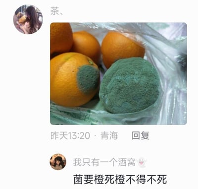 这是一张社交媒体评论区的截图，用户「茶、」发布了一张实拍的发霉橙子照片：一袋橙子里有一个完全被绿霉覆盖，还有一个橙子局部发霉。另一位用户「我只有一个酒窝」在评论区玩谐音梗，留言「菌要橙死橙不得不死」，用幽默的方式调侃橙子被霉菌侵蚀的状态。

谐音梗说明：这里改编自经典台词「君要臣死臣不得不死」，「菌」谐音「君」，「橙」谐音「臣」，将霉菌比作「君」，发霉的橙子比作「臣」，玩了一语双关的文字游戏。