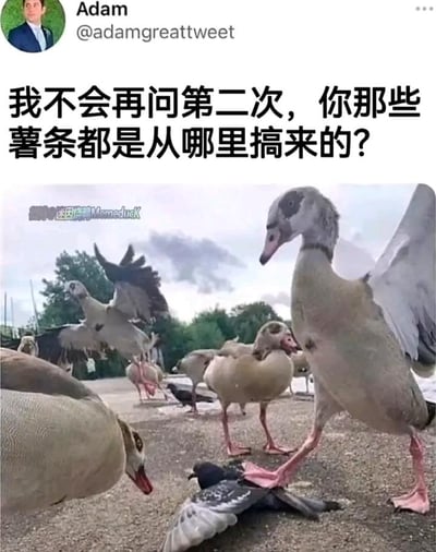这是一张搞笑梗图，画面里一群大鹅围着一只被踩在脚下的鸽子，其中一只大鹅用脚牢牢踩住倒地的鸽子，周围还有其他大鹅和鸟类，营造出类似黑帮审讯的压迫感。图上配文“我不会再问第二次，你那些薯条都是从哪里搞来的？”，将动物完全拟人化，把大鹅塑造成凶狠逼问的审讯者角色，鸽子则是被控制的对象，用真实动物的互动场景结合人类化的搞笑剧情，制造出强烈的反差幽默，没有双关、谐音梗等特殊暗示，纯靠拟人化的剧情带来笑点。