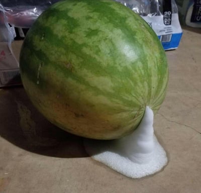 这是一张充满创意恶作剧的照片，画面主体是一个放在地面上的完整西瓜，在西瓜的蒂部位置，有白色的泡沫状物质从类似“接口”的位置流出，看起来仿佛是西瓜自身分泌或漏出的液体，制造出荒诞的视觉错觉。实际上是人为将剃须泡沫类的道具从西瓜蒂部的开口处挤出，拍摄出这个搞笑又猎奇的画面，给人一种新奇的趣味感。