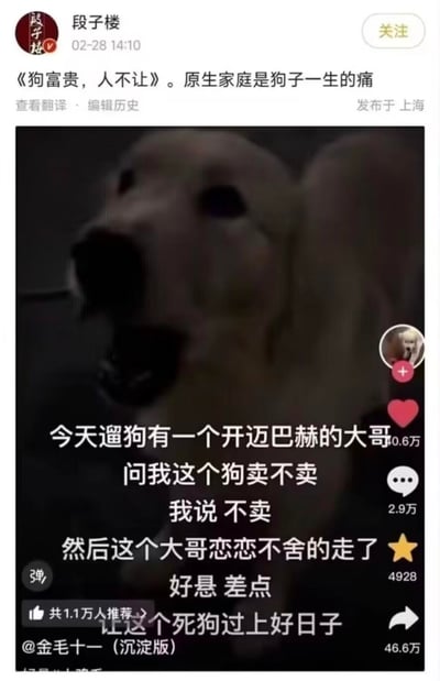 这是一张结合宠物视频与搞笑文案的社交媒体梗图，微博博主“段子楼”发布了带标题《狗富贵，人不让》的内容，配文“原生家庭是狗子一生的痛”，图中是抖音用户“金毛十一（沉淀版）”的视频截图，视频字幕讲述了一个搞笑经历：遛狗时遇到开迈巴赫的大哥想买狗，博主说不卖，最后吐槽“好悬 差点让这个死狗过上好日子”，搭配金毛犬张嘴的惊讶表情，用主人“不想让狗脱离自己过更好生活”的酸溜溜心态制造笑点。
谐音梗说明：标题《狗富贵，人不让》是对典故“苟富贵，勿相忘”的谐音改编，反用原意，强化了搞笑的吐槽感。