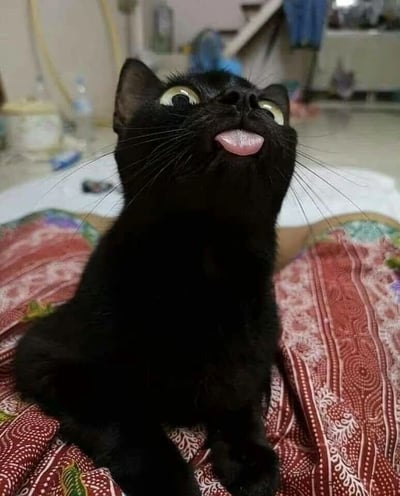 一只纯黑色的猫正仰头向上看，眼睛瞪得很大，舌头微微伸出，表情看起来有些惊讶又带点可爱。猫咪坐在一块带有花纹的红色布料上，背景是模糊的室内环境，能隐约看到一些家具和物品。
