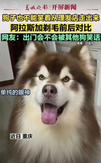 这是一张记录重庆某只阿拉斯加犬剃毛前状态的图片，狗狗毛发蓬松浓密，张着嘴吐出舌头，眼神单纯明亮，看起来活泼又元气。图片搭配了多组趣味文字，先是用“狗子也不能笑着从理发店走出来”“阿拉斯加剃毛前后对比”点明主题，又配上网友的搞笑疑问“出门会不会被其他狗笑话”，还标注出狗狗“单纯的眼神”，整体用拟人化的视角调侃宠物剃毛可能出现的反差感，充满趣味性。
