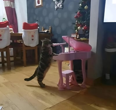 一只猫后腿站立，前爪放在粉色玩具钢琴上，似乎正在弹奏。背景中可以看到装饰有红色和金色饰品的圣诞树，以及戴着红色圣诞帽的椅子套，营造出浓厚的圣诞节氛围。房间采用深色墙壁搭配木质地板，整体环境温馨舒适。