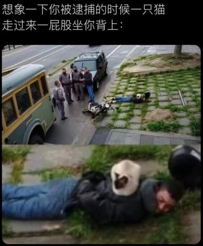 图片上方配有文字：“想象一下你被逮捕的时候一只猫走过来一屁股坐你背上：”，下方是一张实拍场景图。图中显示一名疑似被逮捕的人俯卧在铺有石板的草地上，背上坐着一只猫；旁边有几名身着灰色制服的警察，旁边停着一辆黄绿相间的车辆和一辆黑色SUV。整体场景通过严肃的逮捕情境与猫的悠闲动作形成反差，营造出荒诞又搞笑的幽默效果。
