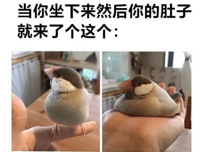图片上方配有文字'当你坐下来然后你的肚子就来了个这个：'，下方是两张左右对比的小鸟照片。左侧照片中，小鸟站立在人的手指上，身体姿态较为挺拔，腹部平坦；右侧照片中，小鸟被人握在手心，身体蜷缩，腹部明显鼓起，形象地用小鸟腹部的变化来幽默比喻人们坐下时肚子突出的样子，充满生活气息和趣味性。