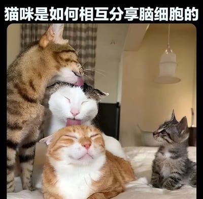 图片展示了四只猫咪的温馨搞笑互动场景：一只棕虎斑猫正低头舔舐一只灰白相间猫咪的头顶，被舔的猫咪闭眼享受；下方一只橘白相间的猫咪同样闭着眼睛，表情惬意；右侧一只小灰虎斑幼猫则好奇地仰头观望。图片顶部配有文字“猫咪是如何相互分享脑细胞的”，以幽默夸张的方式调侃猫咪间亲密互动的可爱模样，仿佛它们在用这种方式传递智慧。