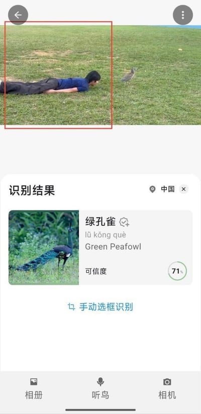 这是一张识鸟类手机应用的界面截图，上方拍摄区域里，一名穿深蓝色上衣、黑色长裤的男子趴在草地上，面朝不远处的小鸟，用户用红框选中了该男子所在的区域；下方是应用的识别结果，将被红框选中的男子错误识别为绿孔雀，标注可信度为71%，还附带了绿孔雀的参考图、中英文名称及拼音，界面底部设有相册、听鸟、相机三个功能入口，整体因AI识别的乌龙产生了很强的搞笑效果。