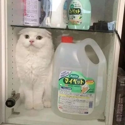 一只毛茸茸的白色猫咪乖巧地坐在清洁用品柜中，柜子下层空间被它占据大半，身旁放着一瓶大容量的花王（Kao）清洁液，瓶身带有绿色标签和日文说明。柜子上层还摆放着其他清洁用品，整体场景展现了猫咪喜欢钻进狭小空间的可爱习性，画面温馨又有趣。