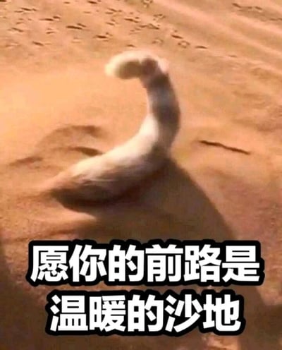 这是一张治愈系的祝福类表情包图片。画面主体是一只水禽，外形类似鸭子或鹅，它将身体整个埋在沙漠的温暖沙地中，只露出弯曲的脖子和头部，姿态看起来十分惬意放松。图片下方配有白色带黑边的醒目文字：“愿你的前路是温暖的沙地”，用动物惬意埋沙的场景来比喻，祝愿对方未来的人生路途舒适顺遂，没有艰难坎坷，传递出温柔暖心的美好期许，适合在朋友间鼓励、告别等场景中使用。