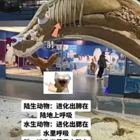 这是一张趣味科普类的合成P图，画面主体是博物馆中展示的水生动物骨架，标注出了“肺”的位置，同时拼贴了网络流行的Mur猫表情包作为趣味点缀。下方配有文字清晰对比：「陆生动物：进化出肺在陆地上呼吸」「水生动物：进化出鳃在水里呼吸」，以轻松搞笑的方式向观众科普陆生与水生脊椎动物的呼吸器官进化差异，内容直白易懂，没有双关、谐音梗等隐藏含义。