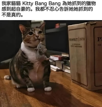 一只虎斑白爪猫嘴里叼着灰色玩具老鼠，站在木地板上，眼神中透着自豪。猫的右侧有一个标有"PROSPECT 1870"的纸箱，背景中可以看到一些书籍和家具。图片上方配有文字说明："我家猫猫 Kitty Bang Bang 為她抓到的獵物感到超自豪的。我都不忍心告訴她她抓到的不是真的。"