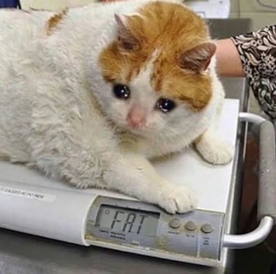 一只橘白相间的胖猫咪趴在体重秤上，猫咪毛发蓬松，体型圆润，大大的眼睛透露出无辜的神情。体重秤的显示屏上没有显示正常的体重数字，而是被编辑成了“FAT”（英文“胖”的意思），巧妙地用文字突出了猫咪的肥胖体型，营造出既可爱又搞笑的效果。图片右侧有一只穿着花纹袖子的手臂，似乎是在扶着体重秤或猫咪，背景模糊，主要焦点集中在猫咪和体重秤上。