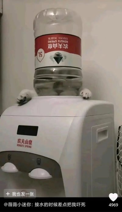 这是一张充满趣味的实拍照片，画面主体是一台白色的农夫山泉台式饮水机，机身上方放置着一瓶5L装的农夫山泉饮用水桶。在水桶与饮水机的缝隙位置，露出了一只猫咪的两只白色爪子，爪子搭在饮水机的顶部边缘，视觉上仿佛猫咪被水桶压住，形成了有趣的视觉错位效果。图片底部的配文为“@薇薇小迷你: 接水的时候差点把我吓死”，还原了拍摄者在接水时看到这一幕的意外与惊吓情绪，同时这个场景也因猫咪的调皮躲藏显得格外可爱搞笑，充满了生活中的趣味瞬间。