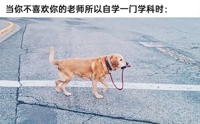 这是一张带有吐槽文字的宠物趣味梗图，画面主体是一只浅棕色的金毛犬，它叼着自己的红色牵引绳，正行走在有裂缝的湿漉漉的沥青路面上，仿佛完全由自己主导前行的方向。图片上方配有文字“当你不喜欢你的老师所以自学一门学科时：”，用狗自己牵引自己的行为，生动比喻学生因为对授课老师没有好感，便脱离老师的教学引导，完全依靠自己来自学对应学科的状态，幽默调侃了校园学习生活中，学生的学习选择会受对老师的喜好影响的常见现象，容易引发有类似经历的人的共鸣。