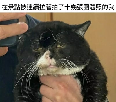 这张梗图上方配有文字：“在景点被连续拉着拍了十几张团体照的我”，下方是一只被人抓着的黑白猫，脸上表情极度厌世、无奈，几乎完全没有精神，看起来非常不情愿但又无可奈何。配图和文字形成了强烈的共鸣与反差，生动表达了在旅游或聚会中被迫多次拍照时人们的厌烦和疲惫心情。这类“猫猫厌世脸”和自嘲场景结合，是网络常见的“情绪共鸣”梗。无明显双关或谐音，但有明显“自嘲+夸张”表达效果。