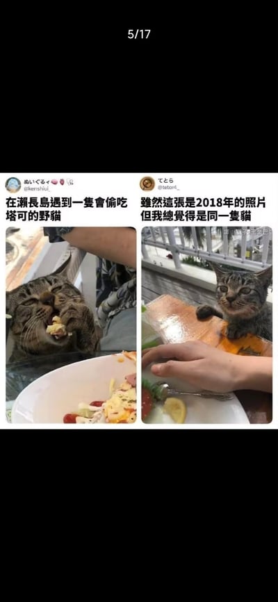 这是一张左右拼接的社交媒体截图，左侧是网友@kenshiui_分享的在濑长岛遇到的狸花猫，这只野猫正眯着眼，用爪子抓着塔可往嘴里送，偷食的模样十分享受；右侧是网友@tetor4_分享的2018年的狸花猫照片，猫咪趴在桌边，眼神看起来十分馋人。两位网友都认为这两只猫是同一只，相似的长相和馋嘴的特质让网友产生趣味联想，内容十分搞笑。图中无谐音梗、双关或暗示内容。