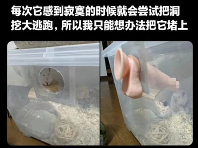 图片分为左右两部分，展示了一只试图挖洞逃跑的仓鼠和主人的堵洞措施。左边图片中，一只小仓鼠正从塑料容器的圆形洞口向外张望；右边图片显示，主人用一个粉色的物体（看起来像硅胶耳塞）堵住了被仓鼠挖大的洞口。上方文字解释了这一有趣场景：每当仓鼠感到寂寞时就会尝试挖大洞逃跑，所以主人不得不设法把洞堵上。