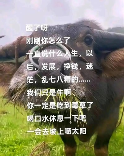 这是一张由真实水牛照片改编的治愈系梗图，画面主体是一头嘴里叼着青草的水牛，它的面部占据了画面的主要部分。图中以“同伴牛”的口吻配上文字，调侃“刚才在思考人生、未来、发展、挣钱、迷茫这些复杂问题的牛”，说对方一定是吃到毒草了，贴心地让它喝水休息，之后一起去坡上晒太阳。这张图用拟人化的牛的视角，巧妙消解了当代人面对生活与工作压力时的焦虑与迷茫，以幽默治愈的方式安慰那些给自己施加太多压力的人，传递出“偶尔可以放下焦虑，简单生活”的理念，很容易引发当代打工人的情绪共鸣。
