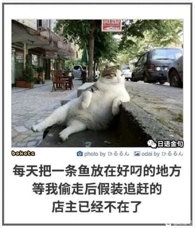 这是一张顶配底文的静态图，主体是一只体型肥胖的猫咪，惬意地瘫坐在国外街道的石阶旁，姿态放松慵懒，仿佛在回味过往。图片下方配有中文文字：“每天把一条鱼放在好叼的地方 等我偷走后假装追赶的 店主已经不在了”，以猫咪的口吻讲述了一个温馨又搞笑的小故事，营造出一种物是人非、猫咪怀念过往的趣味氛围，让猫咪的慵懒姿态更具故事感，充满反差萌。