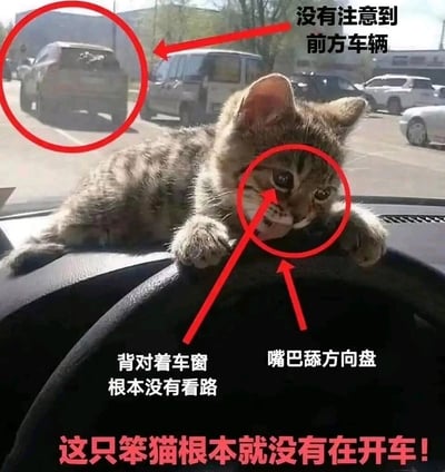 这是一张趣味十足的文字加注类梗图，画面主体是一只狸花猫，它趴在汽车方向盘上方的中控台上，一只爪子搭在方向盘上，嘴巴正舔着方向盘，身体和其中一只眼睛背对着前方道路，完全没有看向车外的路况。图中用红色的圆圈和箭头搭配文字，分别标注了三个细节：一是前方道路有车辆但猫咪没有注意到，二是猫咪背对着车窗根本没看路，三是猫咪在舔方向盘，最后用醒目的红色文字总结“这只笨猫根本就没有在开车！”，通过拟人化的方式，把猫咪的日常姿态调侃成开车不认真的样子，制造出滑稽搞笑的效果，让网友看后会心一笑。
