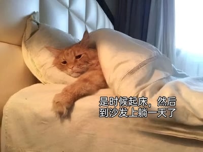 一只橘猫躺在床上，被白色毯子半覆盖着，眼睛半眯，神情慵懒。它伸出一只爪子搭在床沿，图片下方配有文字“是时候起床，然后到沙发上躺一天了”，幽默地展现了猫咪（也暗喻人类）只想从床上换到沙发继续躺平的摆烂生活状态。