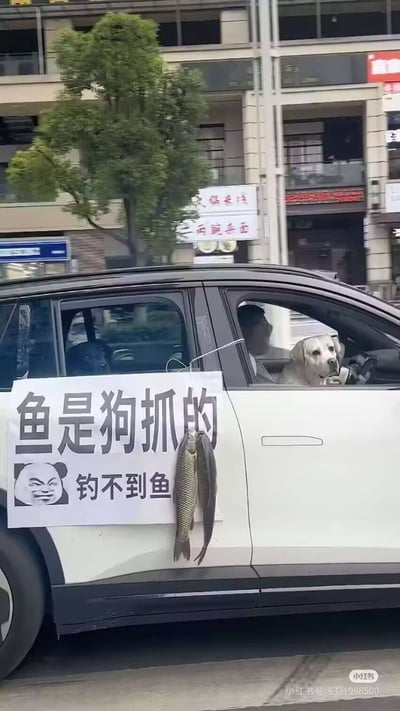 这是一张城市街道实拍的静态图片，画面主体是一辆正在行驶的白色汽车，车身左侧张贴了一张白底的趣味标语，上方印有大字“鱼是狗抓的”，左下角配有斜眼坏笑的熊猫头表情包，旁边印着小字“钓不到鱼”，标语下方还真实悬挂着两条鱼。汽车副驾驶位上有一只白色拉布拉多正探出头看向画面方向，驾驶位坐着一名正在开车的男性。背景可见城市街道旁的行道树、沿街商铺和楼宇建筑，整体是钓鱼爱好者钓不到鱼之后搞怪甩锅给自家狗的诙谐场景，充满趣味性。