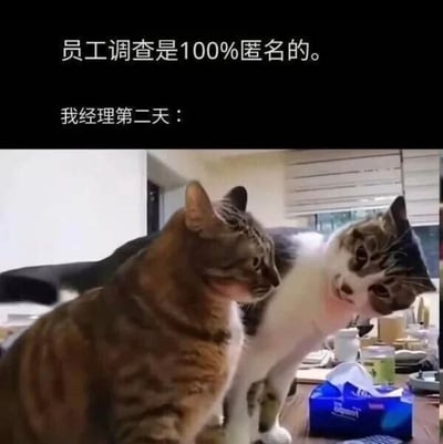 一张职场吐槽类梗图，上方文字写着“员工调查是100%匿名的。我经理第二天：”，下方配图是两只猫的照片。一只猫正用怀疑的眼神盯着另一只表情略显心虚的猫，生动形象地表现了所谓“匿名调查”后经理仍能准确找出反馈者的职场现象，用猫咪的表情对比制造幽默效果。