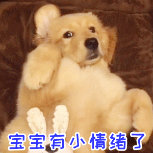 小金毛宝宝有小情绪了