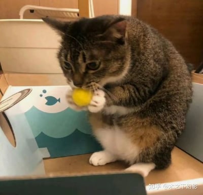一只胖乎乎的狸花加白猫咪，正坐在带有小鱼图案的猫窝盒子里，两只前爪捧着一颗黄色的小绒球，凑在嘴边专注地啃咬，神态认真，看起来就像在偷偷享用专属美味，模样软萌治愈。