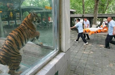 这是一张左右拼接的趣味图，左侧是动物园内的真实老虎，它前爪扒着玻璃，身体直立，神情焦急地看向右侧；右侧是三位工作人员抬着一个老虎造型的假人担架，仿佛是在“抬走老虎”。两张图拼接后制造出一种视觉错觉，让老虎看起来像是看到自己的同伴被抬走而着急，充满了搞笑滑稽的效果。