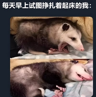 图片上方配有文字“每天早上试图挣扎着起床的我：”，下方是两张负鼠的照片。上图中负鼠蜷缩在被子里，张大嘴巴打哈欠，眼神迷离，仿佛刚被闹钟吵醒正努力挣扎起身；下图中负鼠则彻底瘫回床上，嘴巴微张，四肢放松，一副“算了不起了”的摆烂姿态。通过负鼠前后对比的可爱模样，幽默还原了现代人早起时的内心挣扎与最终妥协，引发强烈共鸣。