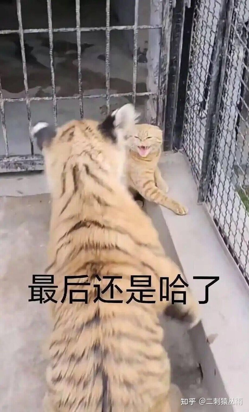 橘色折耳猫