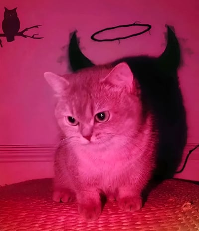 图片中是一只在粉色灯光照射下的猫咪，毛发呈现柔和的粉红色调，正端坐在编织材质的垫子上。猫咪眼神平静，耳朵竖起，表情略带严肃。其身后的墙壁上用黑色笔触手绘了一对恶魔角和一个光环，形成天使与恶魔并存的有趣反差。背景左上角还有一个猫头鹰剪影装饰，整体氛围可爱又带点戏谑感。