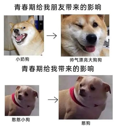 该梗图通过四格对比图幽默展现青春期对不同人的影响。上半部分标题为“青春期给我朋友带来的影响”，左侧是一只张嘴露齿笑的“小奶狗”，右侧则是一只自信眨眼吐舌的“帅气漂亮大狗狗”，呈现朋友从可爱到成熟帅气的转变；下半部分标题为“青春期给我带来的影响”，左侧是戴红项圈、表情呆萌的“憨憨小狗”，右侧是同一只狗表情依旧呆滞的“憨狗”，自嘲自己青春期前后变化不大，依旧憨憨。整体用狗狗图片进行类比，风格轻松搞笑，充满自嘲意味。